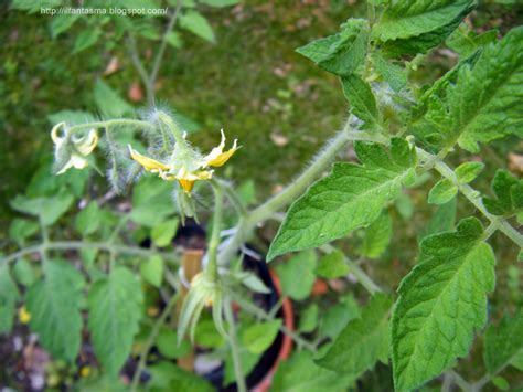 Giallo paglierino con riflessi verdognoli. Le avventure della mia fantasia: Le piantine di pomodoro ...