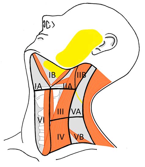 Normalmente 2 vértebras (siempre las mismas) hacen de bisagra en el movimiento de arriba abajo del cuello. EPOS™ - S-0231