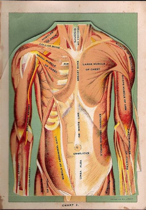 Get resources on the anatomical structure of the heart quickly and easily with screens and recordings. Antique 1917 Medical Flip Chart of the Body | Illustration ...