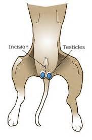 Symptoms typically include the lack of a testicle. Castratie bij de reu - Vets & Pets