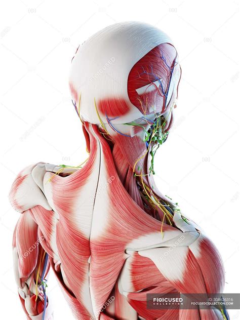 Muscle diagram male body names. Back Of Neck Anatomy / Muscles Of The Neck Laminated Anatomy Chart / Cervical spine anatomy is ...