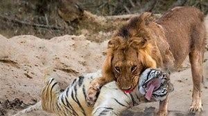 when wild animals attach each other !!!!! why? how tiger vs. lion