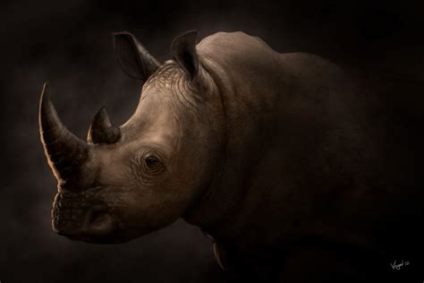 arti rhino