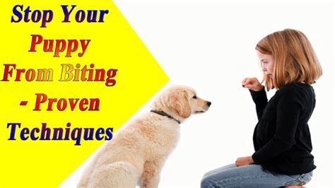Their sharp teeth are required for them to receive feedback on although it is a totally natural process, many dog owners are a bit overwhelmed by their puppy's behavior and often ask if heavy biting is already aggression. How to Stop Puppy Biting - 8 Ways to Stop Puppy Biting ...