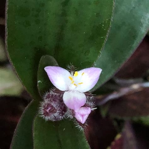 Posting this photo of t. Tradescantia cerinthoides syn. Tradescantia blossfeldiana ...