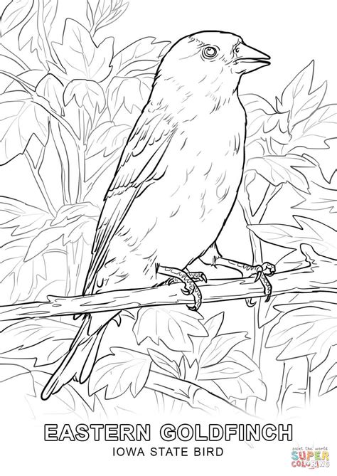 Learn about the state birds, state flowers, state flags, state trees, famous people from each state, and much more. Iowa State Bird coloring page | Free Printable Coloring Pages