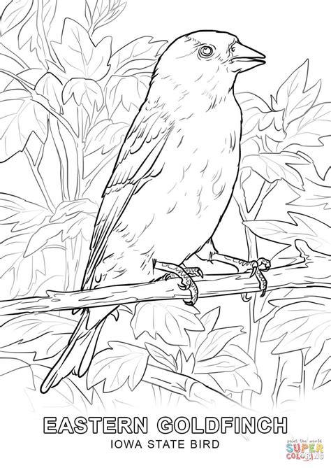 The western meadowlark (sturnella neglecta) was designated the official state bird of kansas in 1937. Iowa State Bird coloring page | Free Printable Coloring Pages