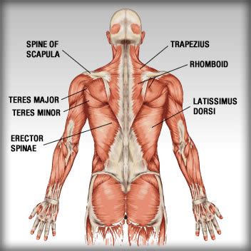 It is made of the spine, discs, nerves, muscles, tendons, ligaments, and other structures. back muscles - ALLMAX Nutrition