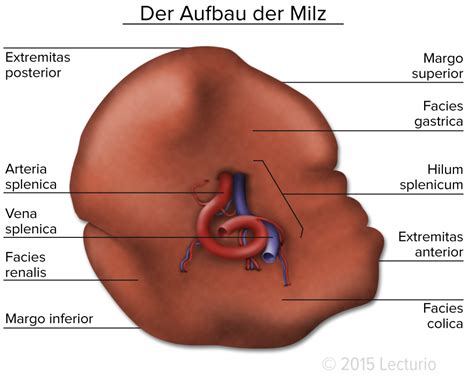 • all about anatomy, functions and diseases of function and anatomy of the spleen and splenomegaly. Milz - Das Zentralorgan des lymphatischen Systems