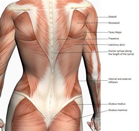 Trapezius the trapezius is one of the upper back muscles. Women Back Muscles Diagram | Back workout women, Lower ...
