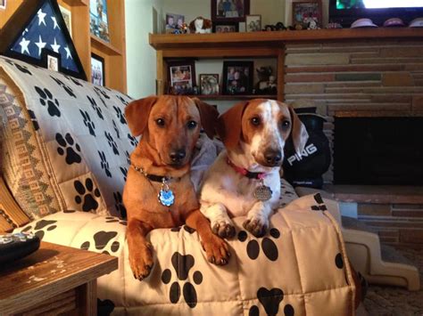 Cute puerto rican 99 gets dicked down. 30 Funny Moments Showing That Dachshunds Are The Cutest ...