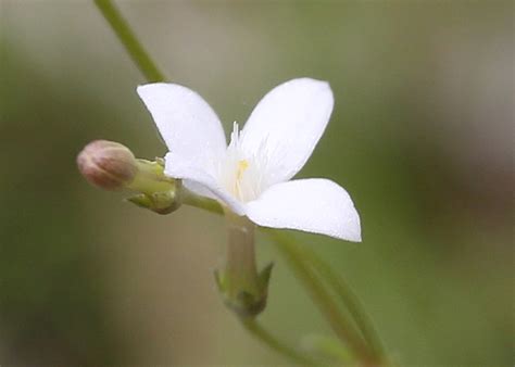 Succulents store water in their leaves, stems, or roots. Northern Australian Plants - Rubiaceae