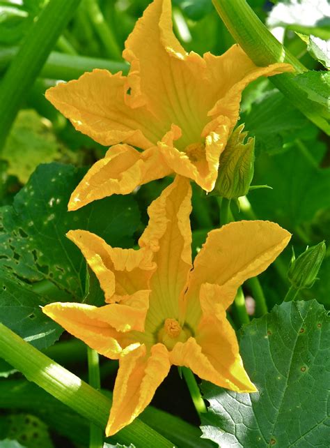 These flowers are the edible blossoms that will eventually become zucchinis, if left to grow in a 1. Zucchini Blossoms in Our Garden | Robert Sand | Flickr