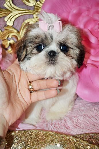 Puppies need basic training when they are young. 79+ Shih Tzu Puppies For Sale In Nj Cheap - l2sanpiero