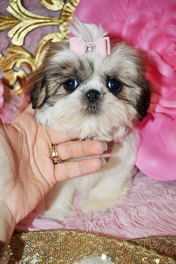 Breeding all colors of shih tzu puppies in texas. 79+ Shih Tzu Puppies For Sale In Nj Cheap - l2sanpiero