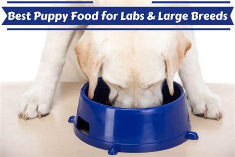 Though all dog breeds share the same dietary necessities, the quantities of some of the nutrients, proteins, fiber, etc. Best Puppy Food For Labs And Large Breeds - 7 Reviews