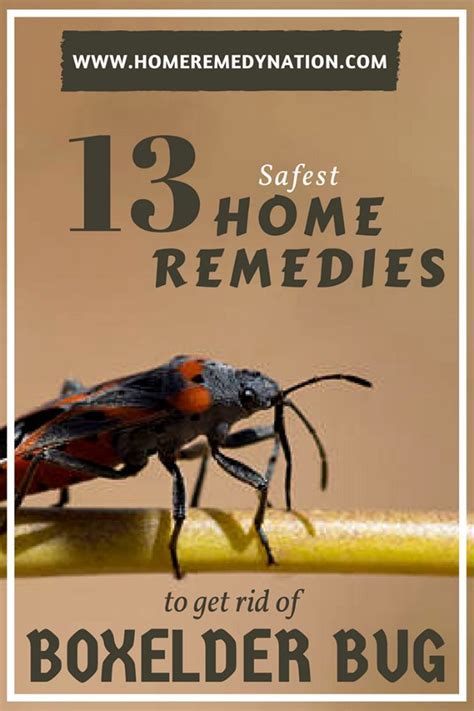 Boxelder bugs spray and diatomaceous earth. How to get Rid if Boxelder Bug using Home Remedies | Home ...