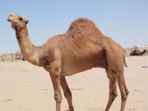 The mane and tails are made oh crinkled white acrylic yarn. Arabian Camel-Saudi Arabia National Animal | Wallpapers9