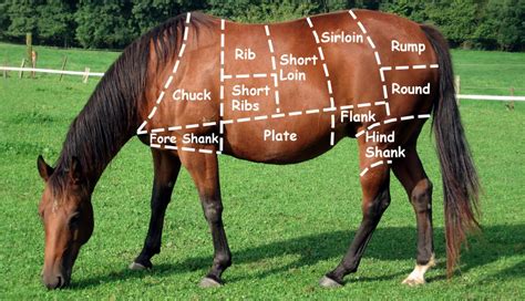 Cute the way you say standard. Paardenvlees vormt mogelijk gevaar voor voedselveiligheid ...
