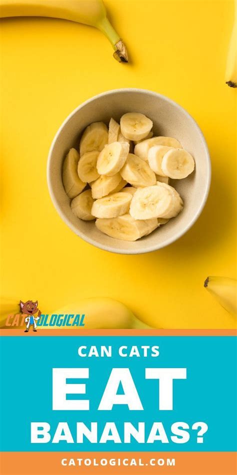 Monkeys love them, humans crave them on cornflakes, and dogs may even drool when offered a reward of banana bits. Can cats eat bananas, or are they bad for them? Find out ...