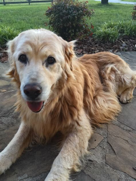 The golden retriever is one of the most compliant canine varieties on the planet. My 17 year old golden retriever. Her name is princess ...