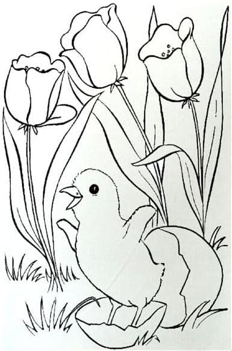 Mewarnai gambar sketsa hewan ayam 1. Kumpulan gambar untuk Belajar mewarnai: mewarnai cara ...