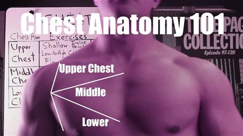 Normal anatomy of the subclavian artery. Growing a Bodybuilder Chest: Anatomy and Biomechanics ...