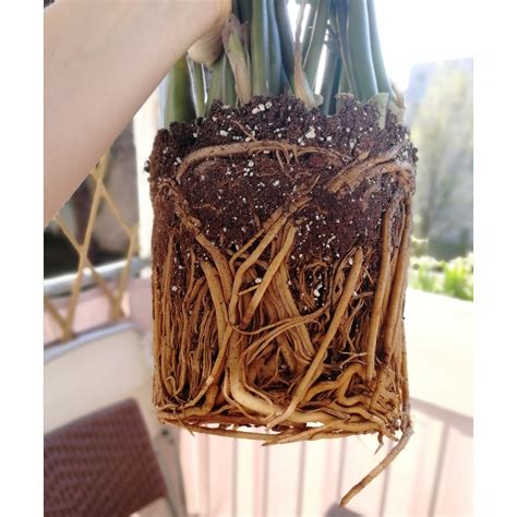 Root rot is a condition that, if left untreated, will kill plants. I clearly need to repot this guy, and I could wait, except ...