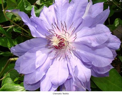 We did not find results for: Teshio | Clematis, Clematis flower, Teshio