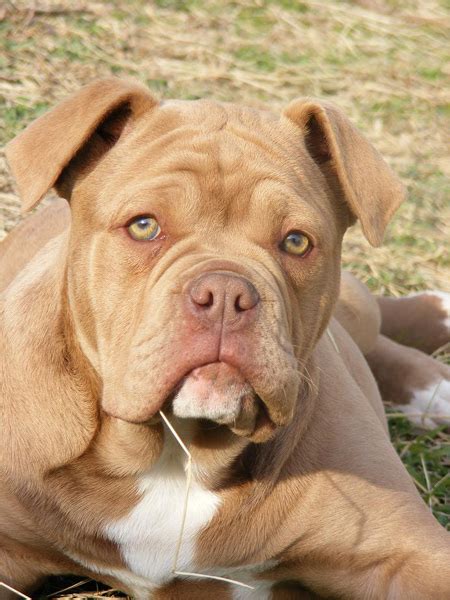 What do you think about this pedigree? The Alapaha Blue-Blood Bulldog Association Official Website