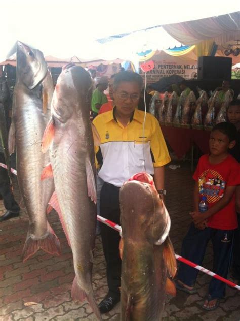 Ahmad zakiyuddin abd rahman (timbalan ketua menteri 1 pulau pinang) menziarahi mangsa kebakaran di taman kuala muda, penaga. Pulau Pinang catat peratusan pengeluar padi tertinggi ...