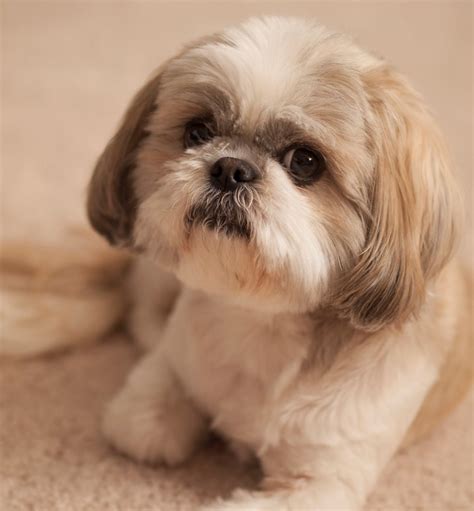 Maybe you would like to learn more about one of these? 16 Reasons Shih Tzus Are Not The Friendly Dogs Everyone ...