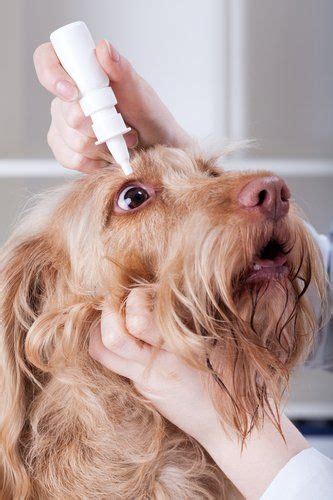 Keep dangerous foods out of the reach of pets and avoid bringing toxic plants into the house. How to Apply Dog Eye Drops | Eye drops for dogs, Dog eyes ...
