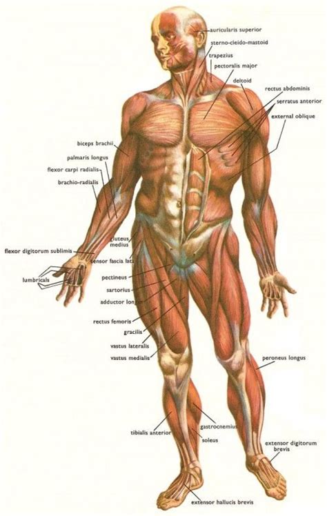 Skeletal muscle, attached to bones, is responsible for skeletal movements. Muscle-names-in-human-body | Human body muscles, Muscle ...
