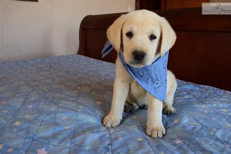Welcome to simpson's labrador retrievers! Labrador Retriever puppy for sale near San Diego, California | 98198ead-dbb1 | Retriever puppy ...
