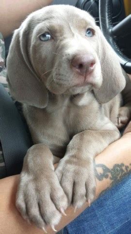 Female weimaraner puppy for sale. Weimaraner puppies for sale florida MISHKANET.COM