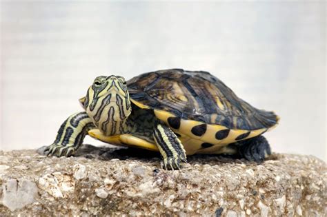 Flickr is almost certainly the best online photo management and sharing application in the world. What the Hell is a Terrapin?