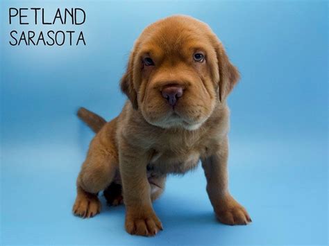 Puppies for sale from dog breeders near florida. Miniature Hippo-DOG-Male-RED-2631986-Petland Sarasota