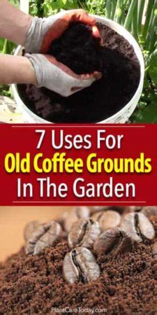 Coffee grounds are often used to remove odors, prevent insects & pests, and scrub the body. 7 Uses For Coffee Grounds On Plants In The Garden