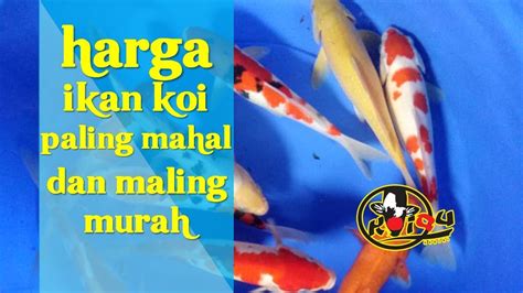 Harga tak perlu anda kuatir karena harga kami tergolong paling murah karena kami memiliki armada dan tenaga tukang sindang sendiri. HARGA IKAN KOI PALING MAHAL DAN PALING MURAH WA ...