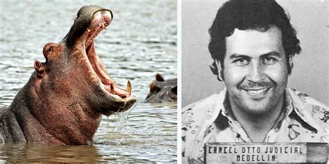 Es wurde unter anderem von pablo escobar geführt und konzentrierte. Pablo Escobar vízilovai komoly fejtörést okoznak az ...