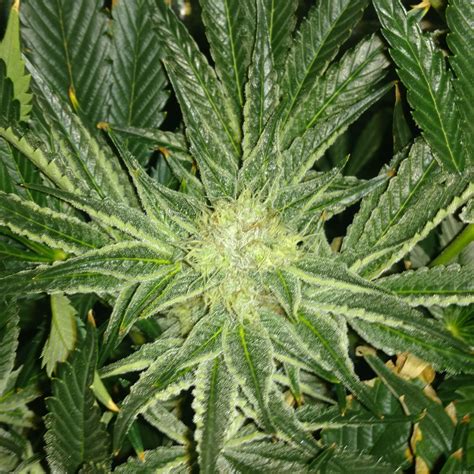 Wedding cake marijuana strain is an indica dominant hybrid most likely created by pink cookies. Wedding Cake x Gelato #33 (by Seed Junky Genetics ...