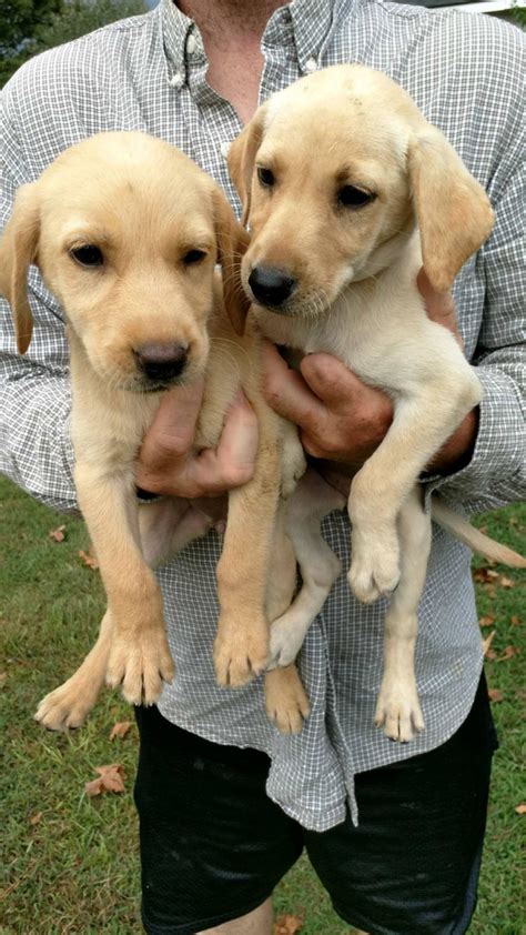 The dilute gene is normal in the weimaraner breed. Labrador Retriever Puppies For Sale | Raleigh, NC #233837