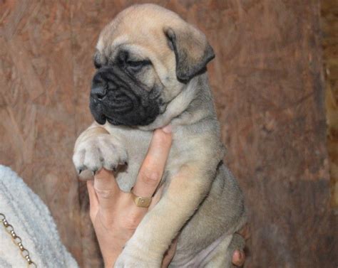 Never allow your puppy mastiff to do anything you won't later allow him. Bullmastiff Puppies For Sale | Minnesota Street, Saint Paul, MN #167541