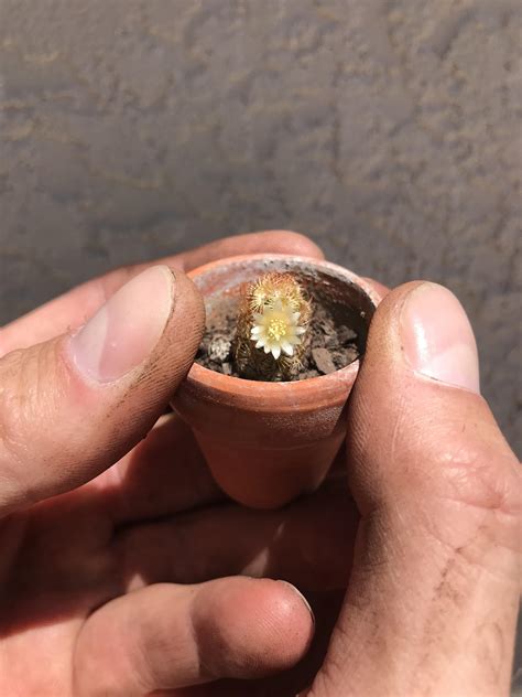 Mammillaria elongata cristata 'copper king' grows relatively quickly, but for more the cristata 'copper king' cactus doesn't grow big, and you may not need to ever repot it, depending on how big its starting pot is. My friends over at r/cactus thought you mind find my baby ...