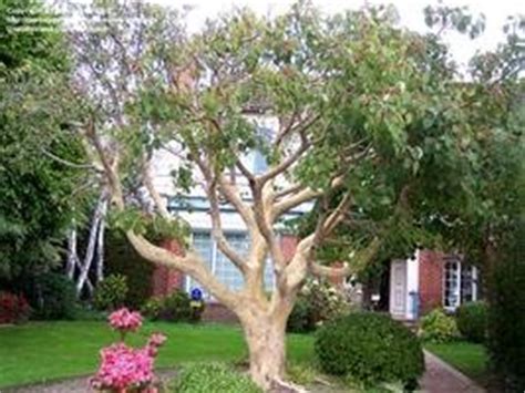 Emerald green arborvitae(thuja) live evergreen shrub, green foliage by flowerwood. Introduction to Ornamental Figs in Cultivation - Dave's Garden