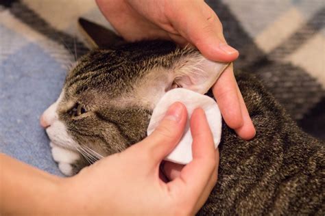 Болезни ушей у кошек, симптомы и лечение, фото опухолей и выделений ...