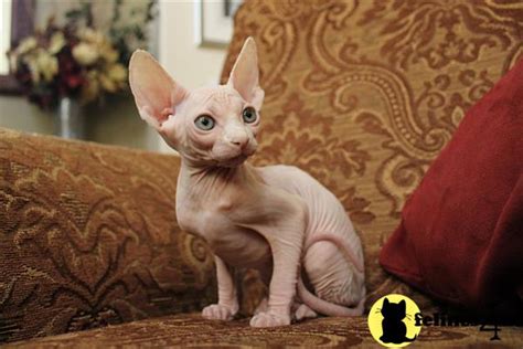 Get an alert with the newest ads for free kittens in ontario. Sphynx Kitten for Sale: Beautiful Sphynx kittens 1 Yr and ...