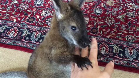 A neutered male bennetts wallaby will sit a little over two and a half feet high and weigh 35 to 45 pounds and an intact male bennetts wallaby will sit about three feet high and weigh from 45 to Welby the wallaby will give kisses for pets - YouTube