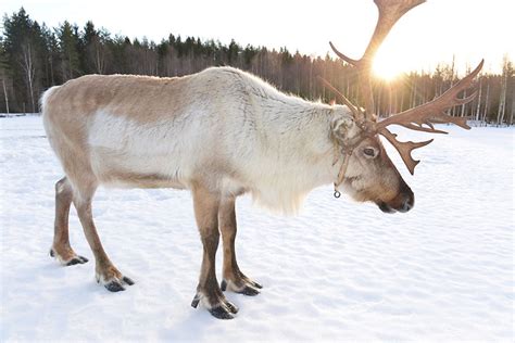 Finnland ist ein wahres winterwunderland! finnland-rentier-winter.jpg - Thorsten Brönner - Fotograf ...